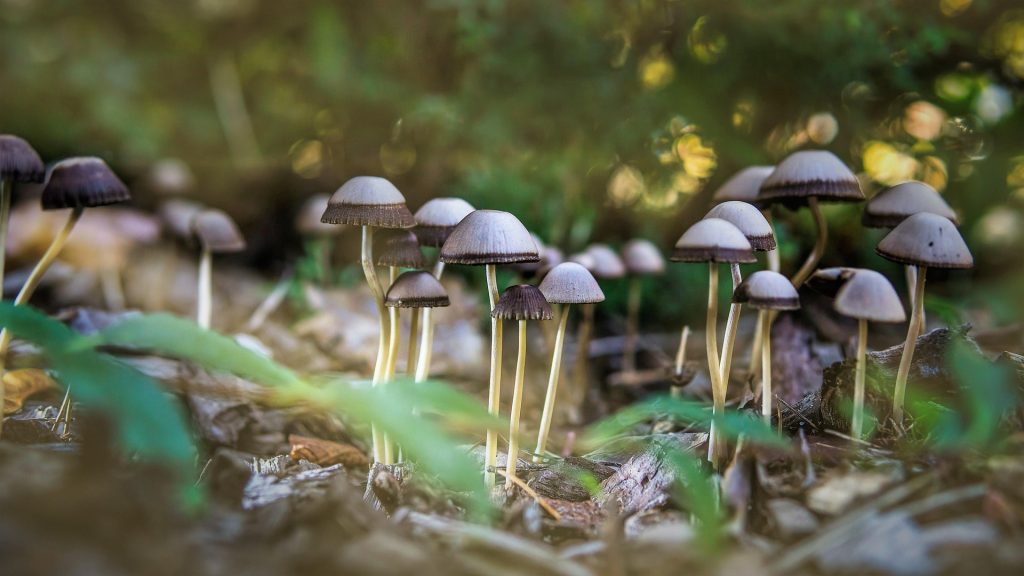 Forest mushrooms