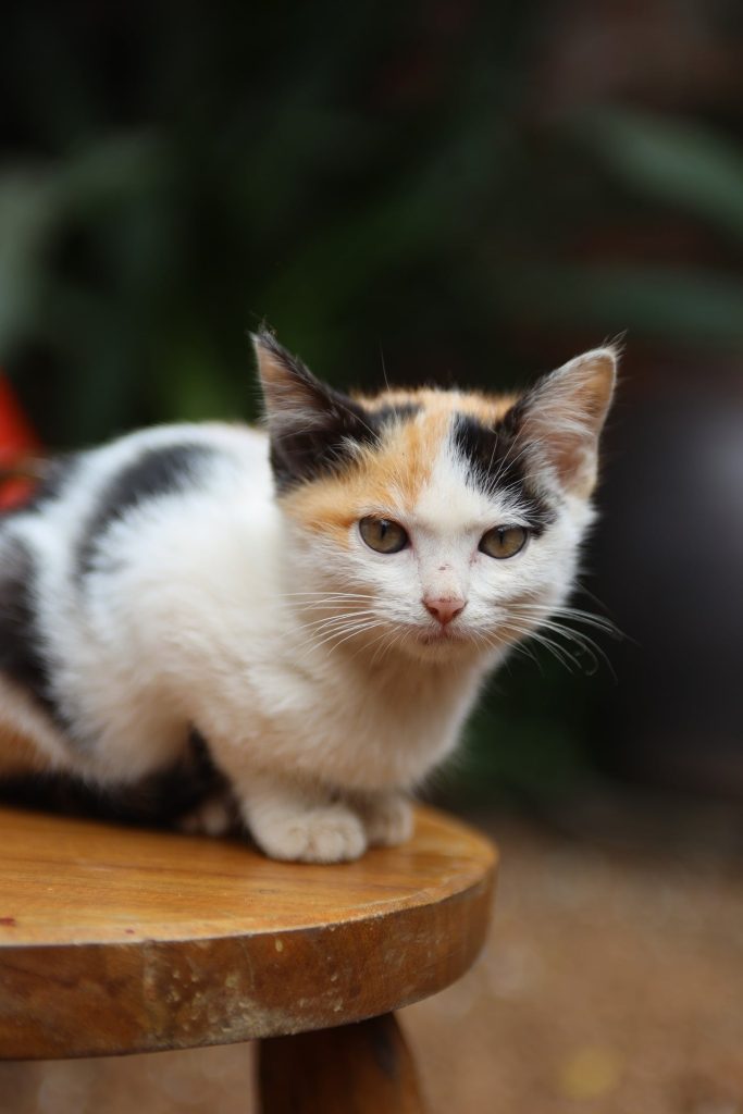 A cute cat